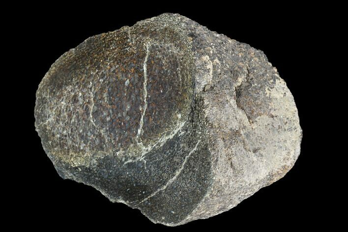Polished Dinosaur Bone (Gembone) Section - Utah #96446